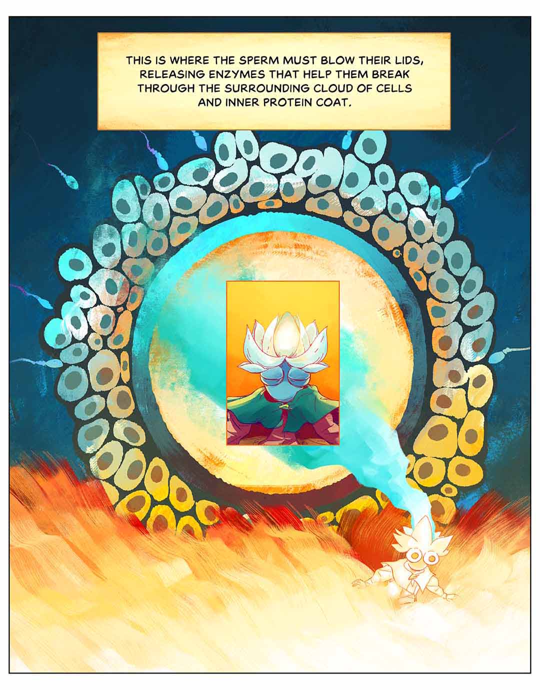 This is where the sperm must blow their lids, releasing enzymes that help them break through the surrounding cloud of cells and inner protein coat. Illustration: A cloud of sticky cells around the egg, with one sperm popping through.