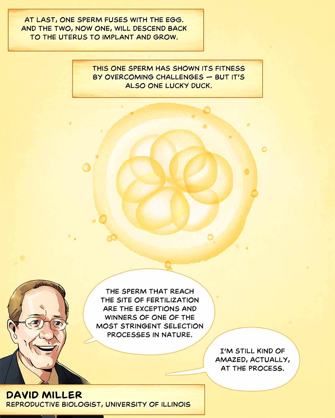 At last, one sperm fuses with the egg. And the two, now one, will descend back to the uterus to implant and grow. This one sperm has shown its fitness by overcoming challenges — but it’s also one lucky duck. Illustration: A developing zygote that has already divided a number of times to reach an 8-cell stage. Below, portrait of scientist David Miller, with speech bubbles saying, “The sperm that reach the site of fertilization are the exceptions and winners of one of the most stringent selection processes in nature. I’m still kind of amazed, actually, at the process.”