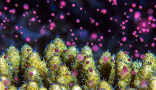 Photograph of pale coral on a dark background. Lots of pink and purple blobs are rising from the coral into the water above.
