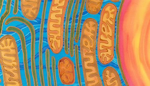 A painting of the interior of a eukaryotic cell highlights a portion of the cell nucleus and the cytoplasm, where numerous mitochondria and bits of the endoplasmic reticulum are visible.