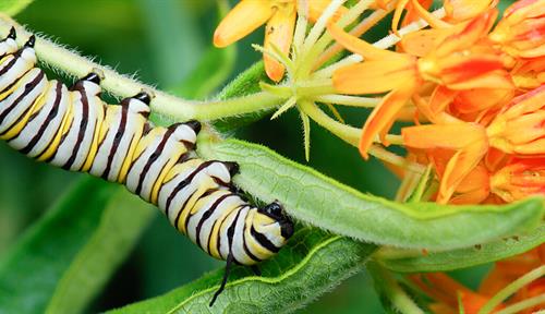 Close-up photograph of a monarch caterpillar holding onto the stem of a milkweed plant and biting into one of its leaves.