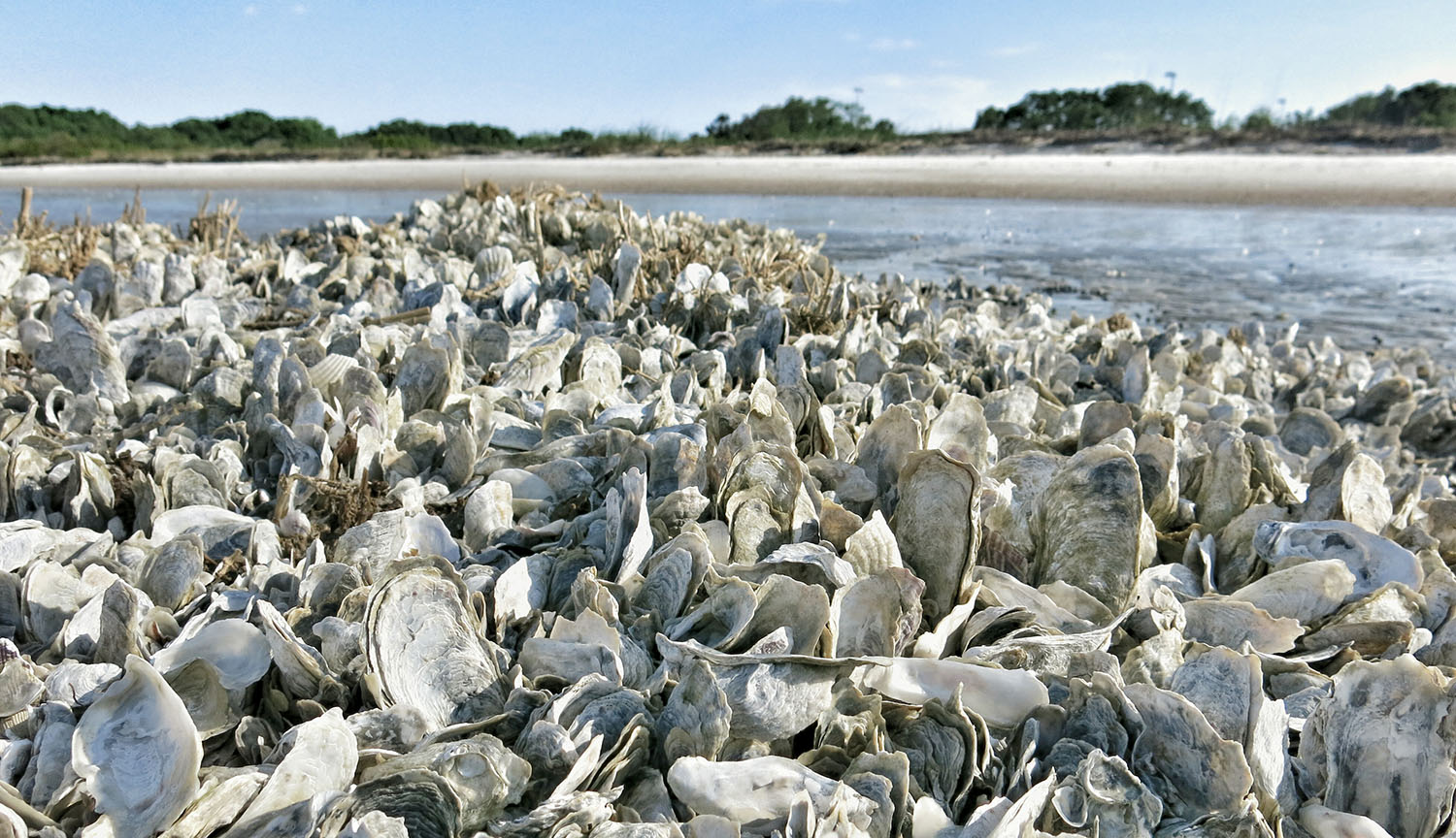 Photograph of a pile of oyster shells with water in the background.