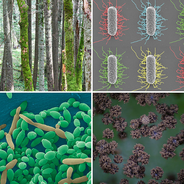 Four images: trees; E. coli, Aspergillus and yeast.