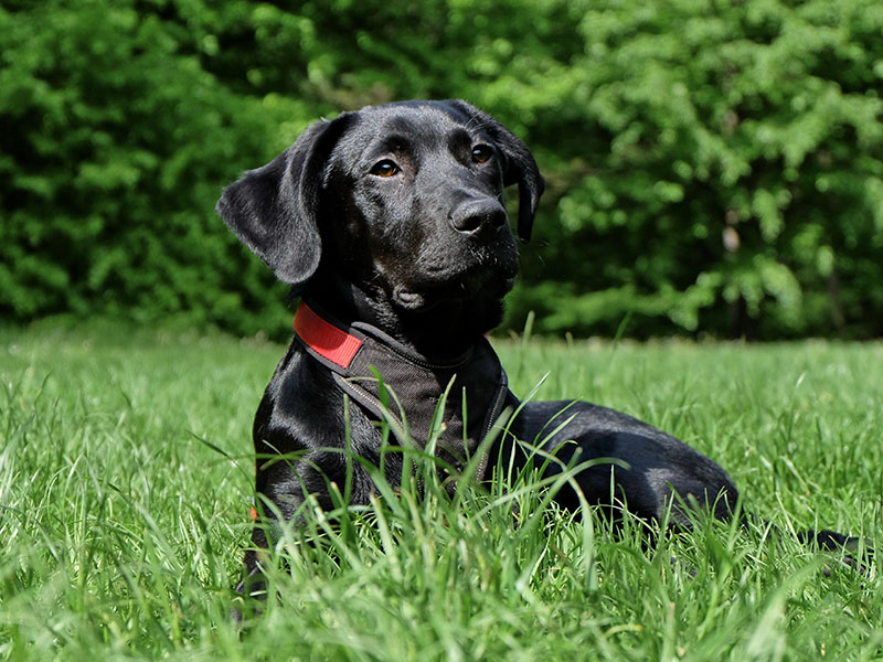 A black dog rests in a field