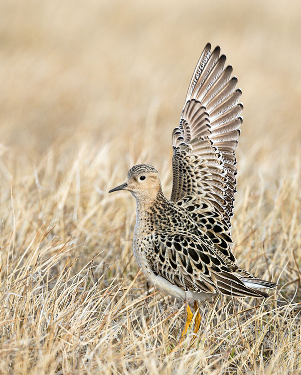 A bird with striking plumage in shades of tan and dark brown/black stands in short grass. One of its wings is raised.