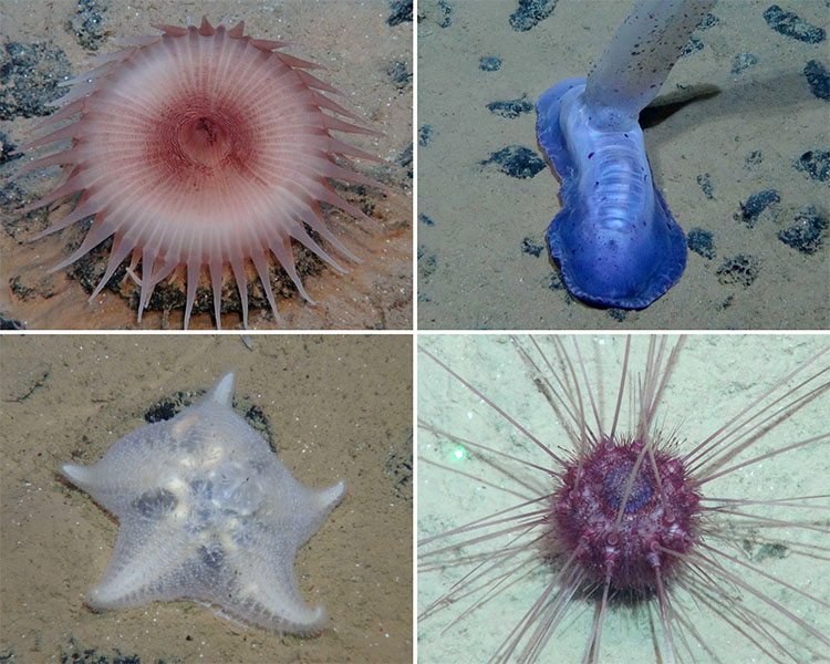 Photograph of four creatures from the seabed of the Clarion Clipperton Zone.