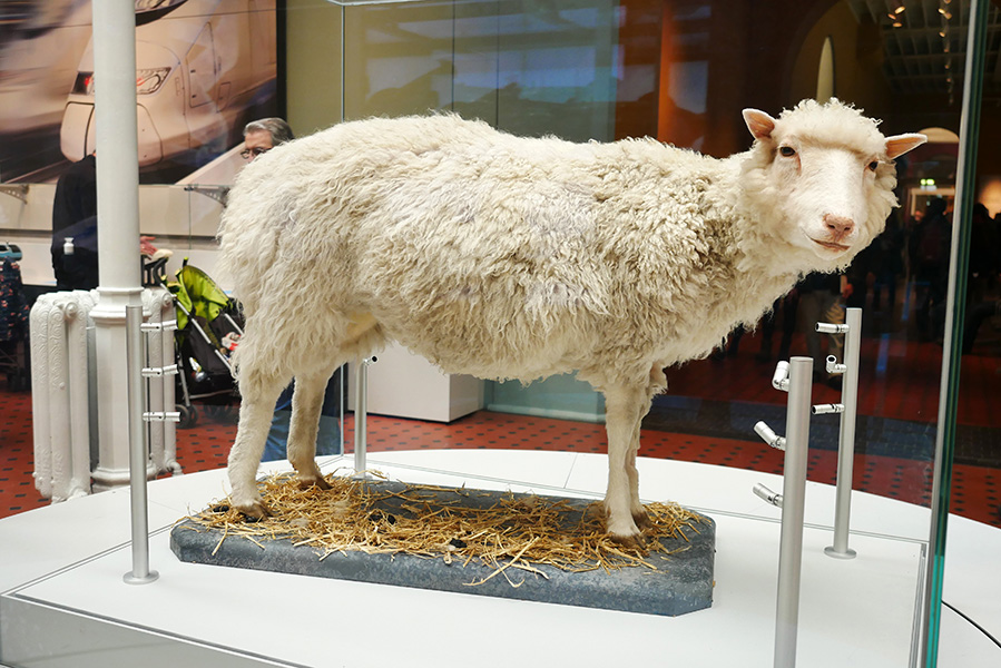 A taxidermy of Dolly the sheep at the National Museum of Scotland.