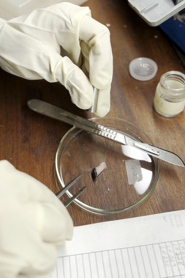 Photograph shows someone’s hands in latex gloves manipulating a small piece of tissue in a petri dish.