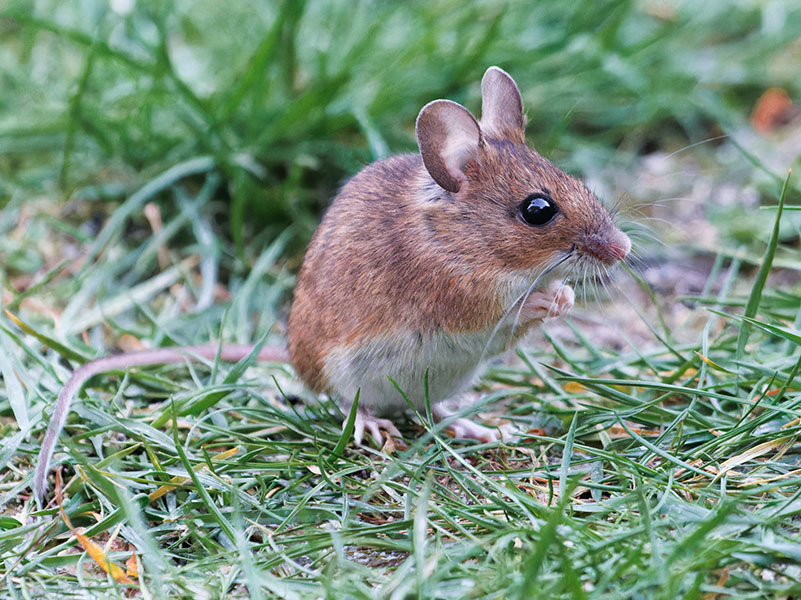 Photograph of a wild wood mouse in grass, on hind legs.