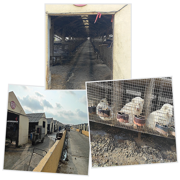 Three photos: a large enclosure with long rows of caged foxes, an outside view of several enclosures; foxes sitting in small cages.