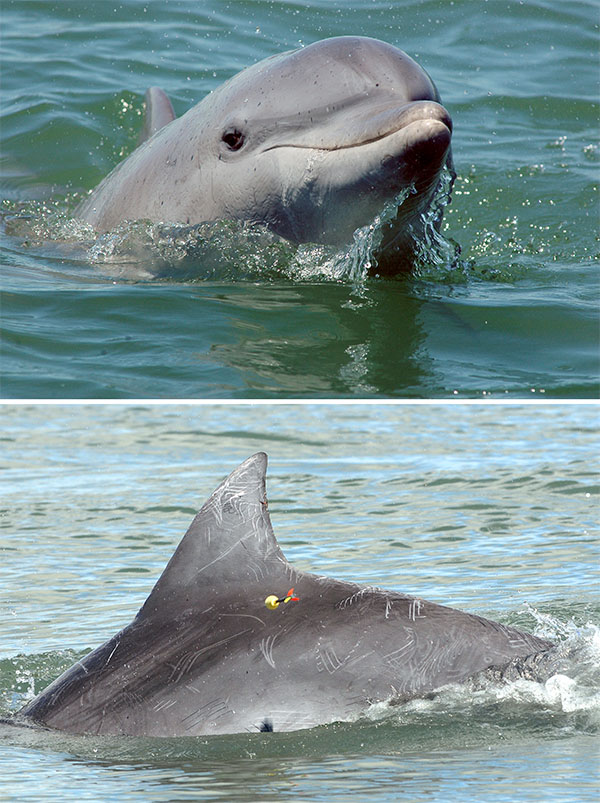 Two photographs of Lahille’s dolphins. In one image, the dolphin has its head out of the water. In the other, a dart biopsy is being taken.