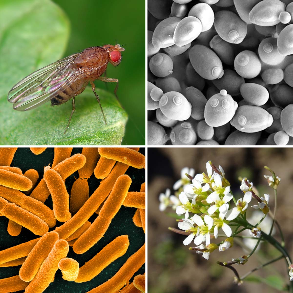 Four model organisms: fruit fly, yeast, Arabidopsis and E. coli.