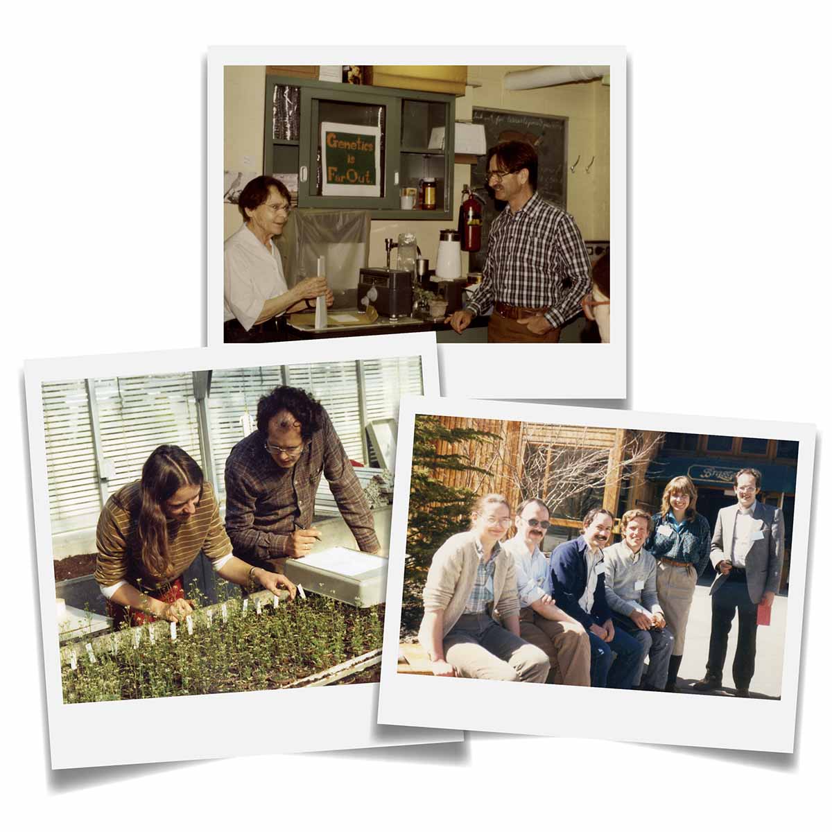Collage of three old photos: scientists talking in a lab, two researchers in a greenhouse looking at flats of seedlings, and six scientists smiling for the camera while seated outside.