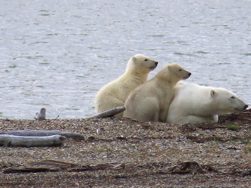 Photo of a mother polar bear with two cubs snuggled close to her, on a beach by the water.