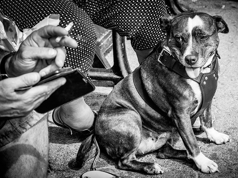 A dog sits next to its owner, who is smoking a cigarette