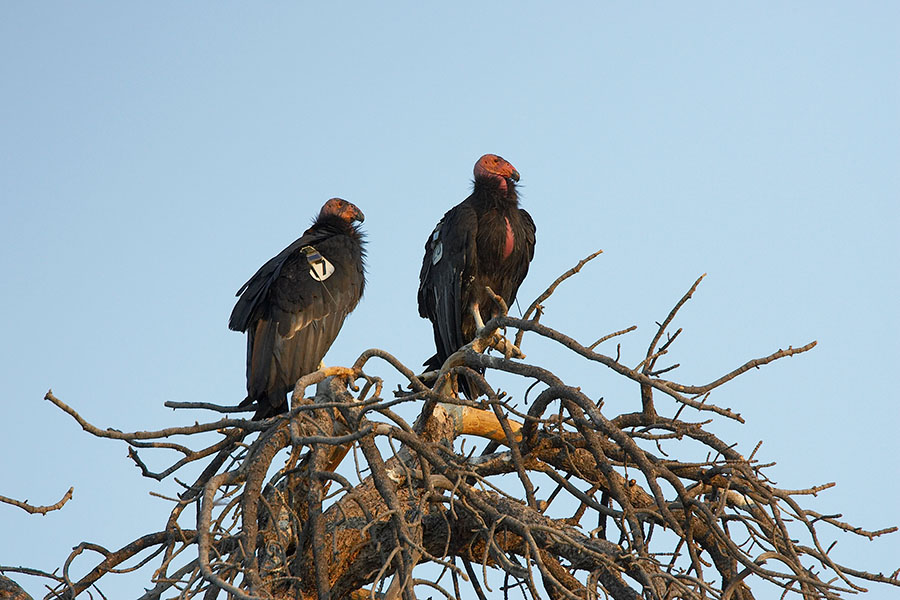 Two young condors perch on sticks.