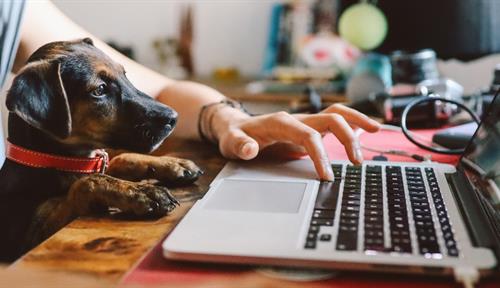 Photograph of a young woman working on a laptop. A pet puppy on her lap has its paws on the desk.