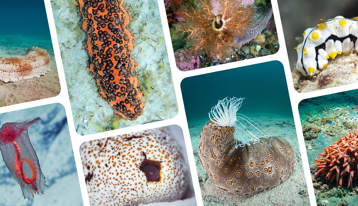 A collection of photos of sea cucumbers of different colors and textures.