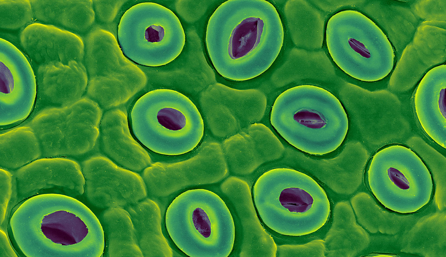 A scanning electron micrograph that is colored green shows stomata, with the look of small donuts, surrounded by other more irregularly shaped plant cells.