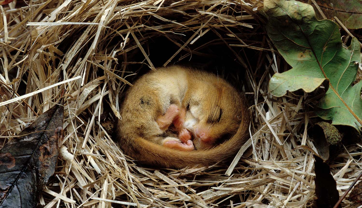 A curled-up dormouse sleeping in a nest of grass