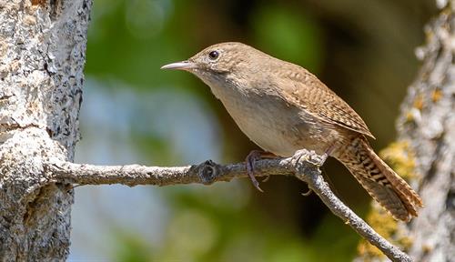 A small brown bird perches on a tree branch.