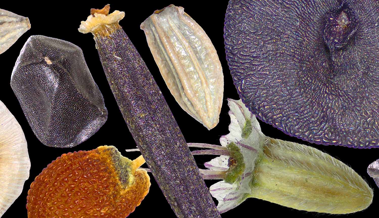 A collage of different kinds of wild seeds, varying in size and shape.