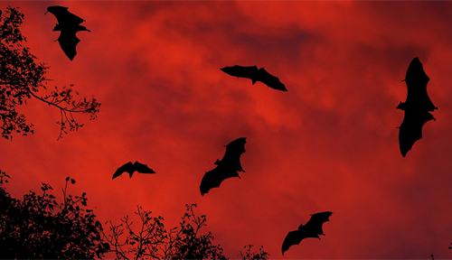 Photograph of the greater Indian fruit bat, Pteropus giganteus, flying at dusk in Yala National Park, Sri Lanka. 