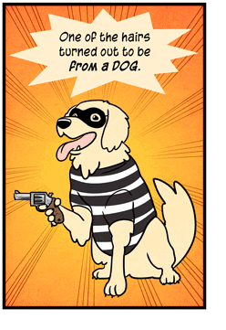 Text: One of the hairs turned out to be from a dog. Illustration: Yellow dog, wearing black mask over eyes and striped black-and-white shirt, holds revolver with front paw.