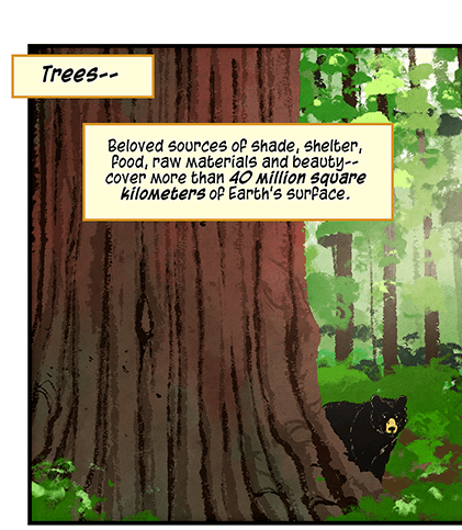 Text: Trees — beloved sources of shade, shelter, food, raw material and beauty — cover more than 40 million square kilometers of Earth’s surface. The first forests evolved nearly 400 million years ago, before people, or dinosaurs, or flowers. (Inspired by Forests, Climates, and Public Policy, Annual Review of Ecology, Evolution, and Systematics, 2016). Illustration: Forest with sunlight filtering through the tall trees. At foreground is a large tree trunk with big bear peeking out from behind it. Inset illustration shows Benjamin Franklin, a dinosaur and a yellow flower.