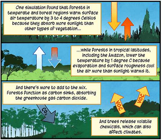 Text: One simulation found that forests in temperate and boreal regions warm surface air temperature by 3 to 4 degrees Celsius because they absorb more sunlight than other types of vegetation… Illustration: Landscape of green treetops, with yellow arrow pointing down toward trees and red arrow pointing up toward blue sky. Text: … while forests in tropical latitudes, including the Amazon, lower the temperature by 1 degree C because evaporation and surface roughness cool the air more than sunlight warms it. Illustration: Landscape of treetops, with white arrow pointing up toward blue sky and half-red-half-clear arrow pointing down toward trees. Text: And there’s more to add to the mix. Forests function as carbon sinks, absorbing the greenhouse gas carbon dioxide. And trees release volatile chemicals, which can also affect climates. Illustration: Landscape showing trees, with gray arrow labeled “CO2” pointing toward them and two yellow arrows labeled “VOC” pointing away from trees.