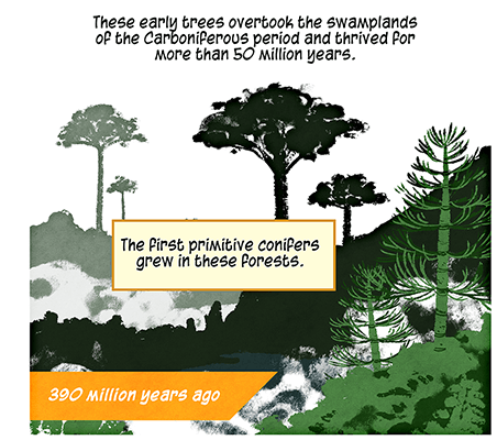 Text: These early trees overtook the swamplands of the Carboniferous period and thrived for more than 50 million years. The first primitive conifers grew in these forests. 390 million years ago. Illustration: Silhouettes of conifer trees growing on and around hilly landscape.