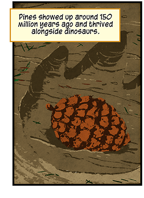 Text: Pines showed up around 150 million years ago and thrived alongside dinosaurs. Illustration: Brown pine cone nestled in large dinosaur footprint imprinted in mud.