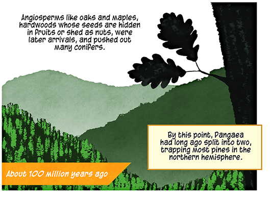 Text: Angiosperms like oaks and maples, hardwoods whose seeds are hidden in fruits or shed as nuts, were later arrivals, and pushed out many conifers. By this point, Pangaea had long ago split into two, trapping most pines in the northern hemisphere. About 100 million years ago. Illustration: Silhouette of oak branch with two leaves, against backdrop of green hills.