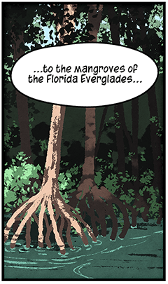 Text: …to the mangroves of the Florida Everglades… Illustration: Trees on mangrove bank, with roots growing into water.