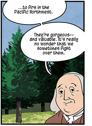 Fir forest in Pacific Northwest. Illustration: Benjamin Franklin says, “…to firs in the Pacific Northwest. They’re gorgeous — and valuable. It’s really no wonder that we sometimes fight over them.”