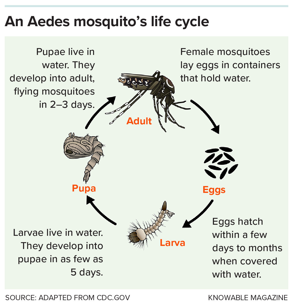 A graphic shows the life cycle of an Aedes mosquito.