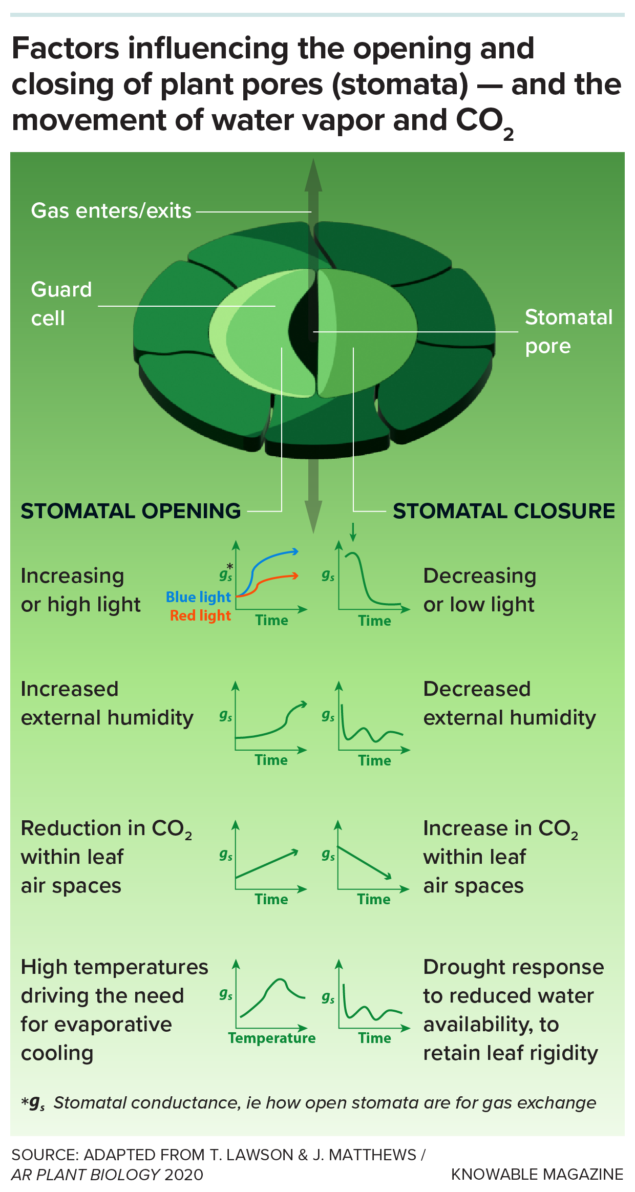 This graphic depicts a generic stomate, the left side in open position and the right side in shut position. Underneath we see the various factors that govern when the stomate will open or close, such as temperature, light intensity and humidity.