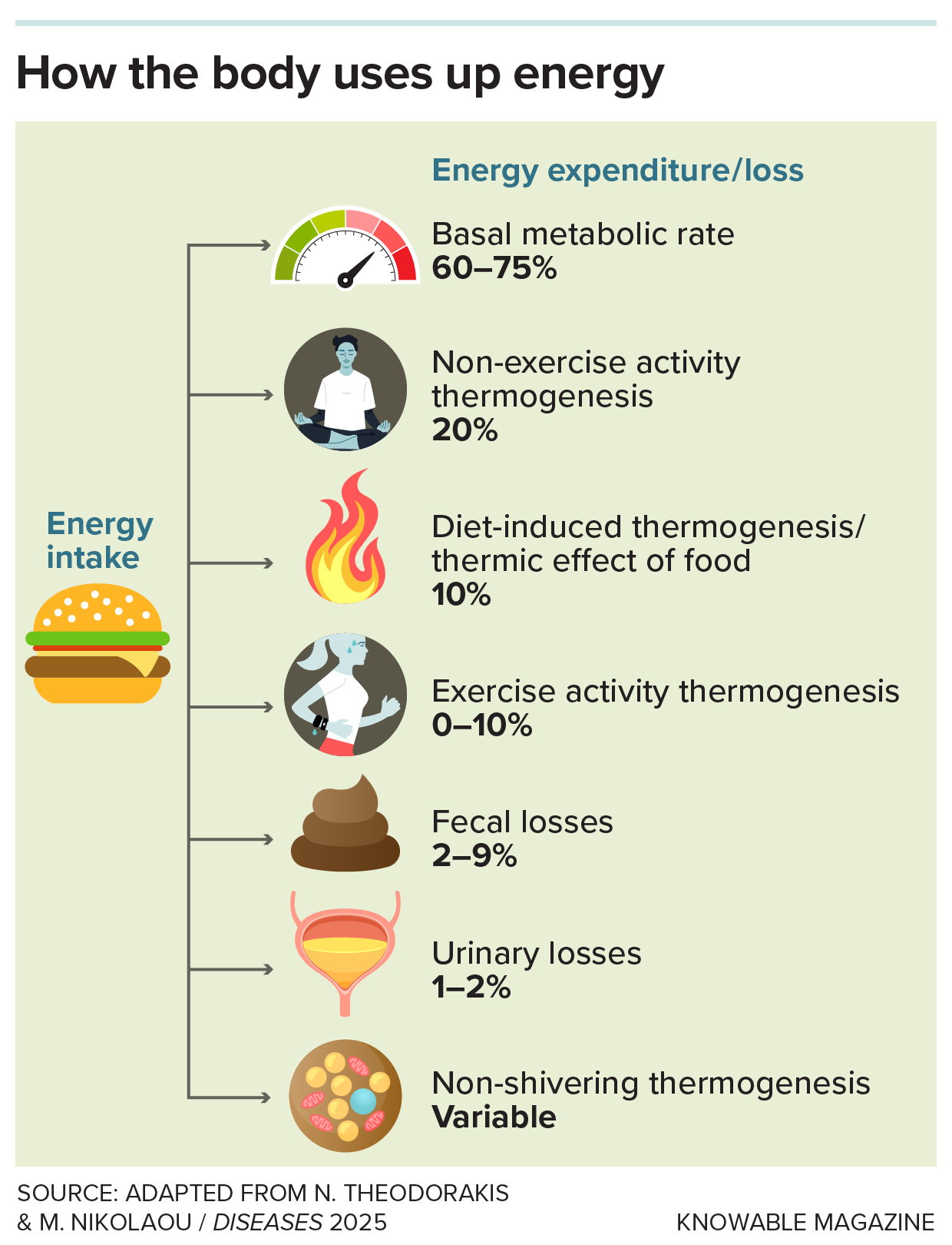 A chart shows the various ways that the body expends energy. Included are basal metabolic rate, everyday activities, increased energy expenditure after eating, exercise, excretion and more.
