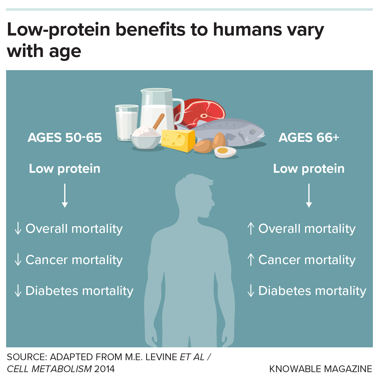 A graphic shows how low protein in people aged 50 to 65 is linked to lower death rates, while low protein in people 66 and older is correlated with higher mortality.