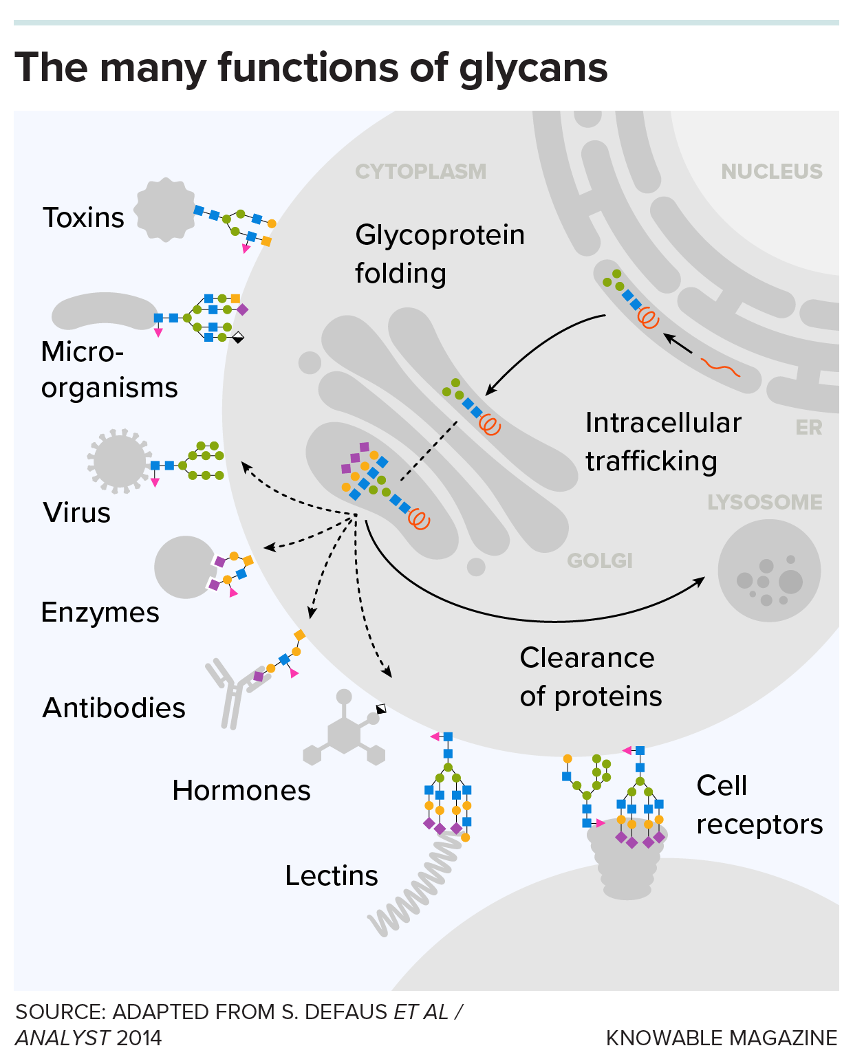 A graphic depicts some of the roles of glycans.