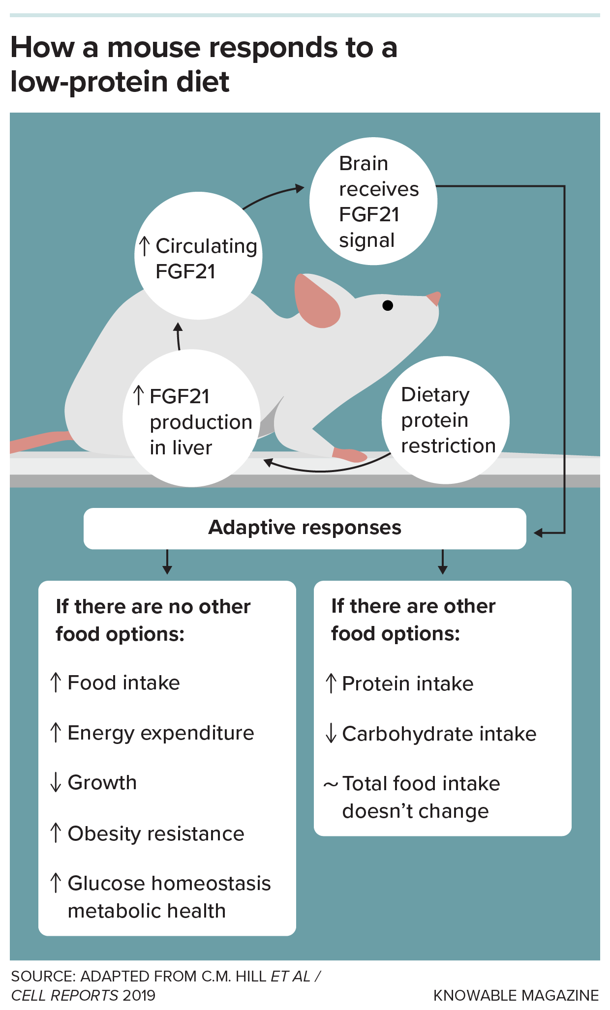 A graphic illustrates the response to protein restriction in a lab mouse: The hormone FGF21, produced by the liver, signals the brain to make a number of changes, including increased protein intake and slowed growth.