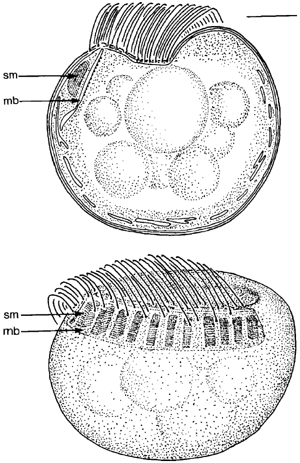 Drawings show two views of a round microbe.