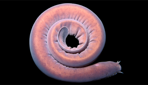 Photo of a hagfish