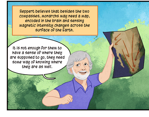 Text: Reppert believes that besides the two compasses, monarch may need a map, encoded in the brain and sensing magnetic intensity changes across the surface of the Earth. Illustration: Neurobiologist holds up map with arrows toward a tired-looking monarch butterfly carrying suitcase, compass, magnet and watch. He says: “It is not enough for them to have a sense of where they are supposed to go, they need some way of knowing where they are as well.”