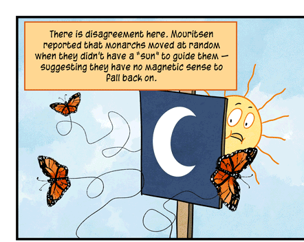 Text: There is disagreement here. Mouritsen reported that monarchs moved at random when they didn’t have a “sun” to guide them — suggesting they have no magnetic sense to fall back on. He also doubts that monarchs have a map. When he moved a few dozen monarchs to the west, they kept trying to fly in the same direction as before they were moved. (H. Mouritsen et al/PNAS 2013) Illustration: Three monarch butterflies fly haphazardly around sign showing picture of moon, with sun hiding behind. Another butterfly carries map.