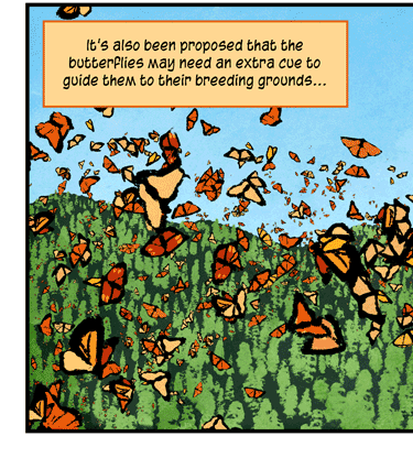 Text: It’s also been proposed that the butterflies may need an extra cue to guide them to their breeding grounds … perhaps the lingering odor of decomposing butterflies. Illustration: Large swarm of monarch butterflies flying over green landscape, with wavy orange lines in the distance to indicate odor.