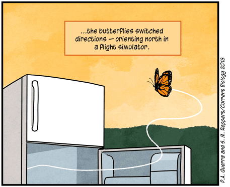 Text: … the butterflies switched directions — orienting north in a flight simulator. Illustration: Monarch butterfly flies out of open refrigerator.