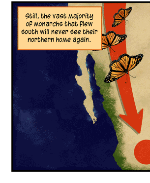 Text: Still, the vast majority of monarchs that flew south will never see their northern home again. They fly north for a while, mate, lay eggs and die. So do their descendants, until the journey is done. They follow a trail of milkweed, plentiful from Texas up to Canada. Illustration: Map of North America shows route of monarch butterflies, indicating southward then northward flight, as well as diet of milkweed and reproduction cycle.