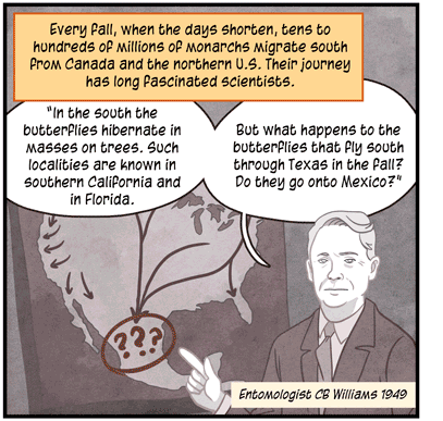 Text: Every fall, when the days shorten, tens to hundreds of millions of monarchs migrate south from Canada and the northern US. Their journey has long fascinated scientists. Illustration: Black-and-white map of North America hangs on wall, showing southern migration of butterflies, as entomologist CB Williams (1949) says: “In the south the butterflies hibernate in masses on trees. Such localities are known in southern California and in Florida. But what happens to the butterflies that fly south through Texas in the fall? Do they go onto Mexico?”