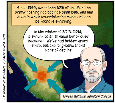 Text: Since 1999, more than 10% of the Mexican overwintering habitat has been lost. And the area in which overwintering monarchs can be found is shrinking. (L.P. Brower et al/Insect. Conserv. Divers. 2011) Illustration: Scientist Ernest Williams of Hamilton College says, “In the winter of 2013-2014, it shrunk to an all-time low of 0.67 hectares. We’ve had better years since, but the long-term trend is one of decline.”